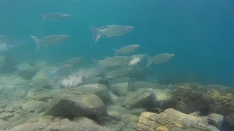 Fishes under water Stock Footage 86385041