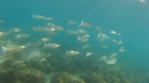 Fishes under water Stock Footage 86385078