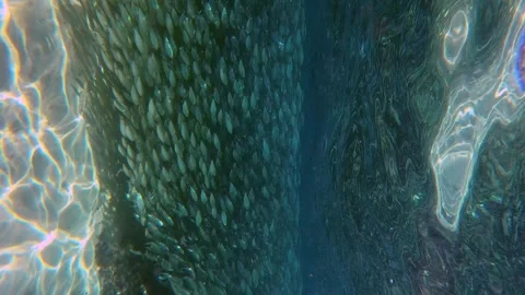 Fishes under water Stock Footage 263942445