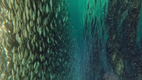 Fishes under water Stock Footage 263944326