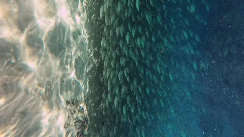 Fishes under water Stock Footage 263944429