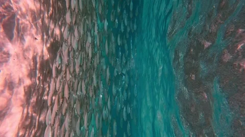 Fishes under water Stock Footage 263948593
