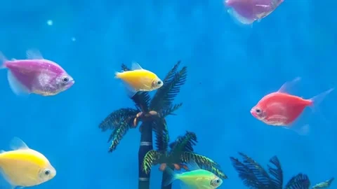 Fishes under Water Stock Footage 278738384