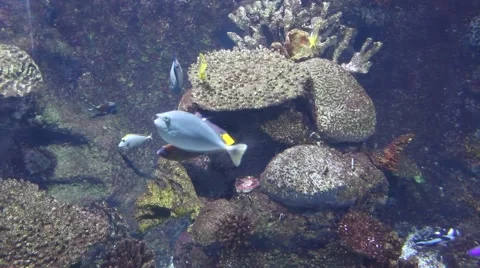 Fishes underwater Vídeos de archivo 40839271