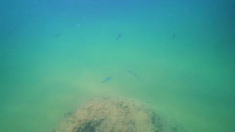 Fishes Underwater Stock Footage 145002193