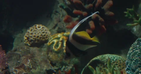Fishes Underwater Video stock 206114109
