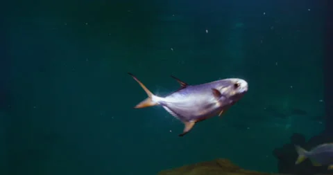 Fishes Underwater Video stock 206114730