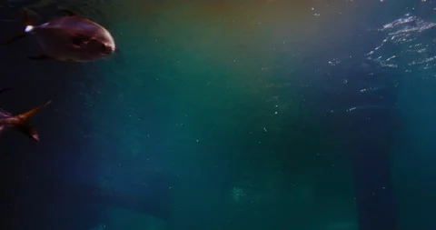 Fishes Underwater Video stock 206117341