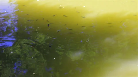 Fishes underwater paths Video stock 33247154
