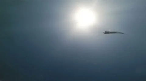 Fishes on Underwater Sun Rays Background Stock-Footage 40670837