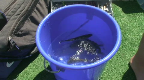 Fishes in vessel Stock Footage 798348