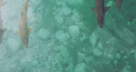 Fishes in water from above Stock Footage 140657575