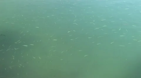 Fishes in the Water Stock Footage 10810972
