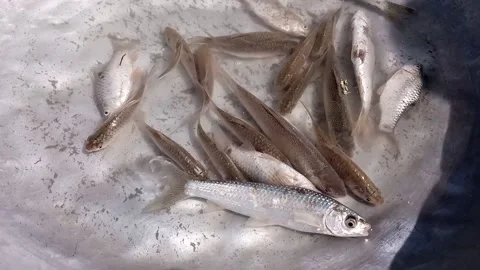 Fishes in the water Stock Footage 171094592