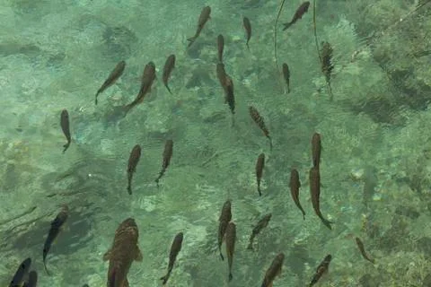 Fishes in water Stock Photos