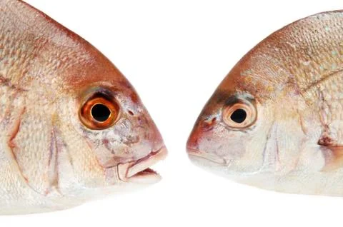 Fishes on white Stock Photos