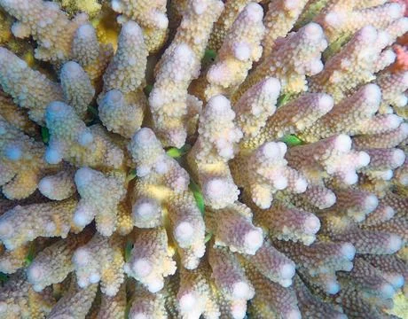 Fishes,background Stock Photos