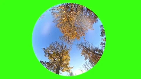 Fisheye camera rotation with low angle view of Autumn forest with falling lea Stock Footage 314486640