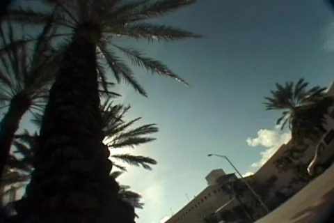 Fisheye palm tree timelapse Video stock 108905