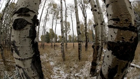 Fisheye Tilt: Aspen Trees First Day of Winter Stock Footage 101032936