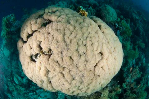 Fisheye top view of a pristine bubble coral formation. Stock Photos