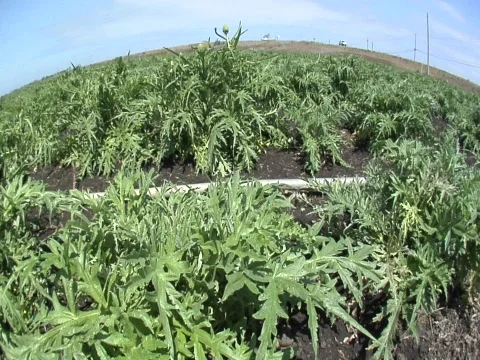 Fisheye view of an artichoke field Stock Footage