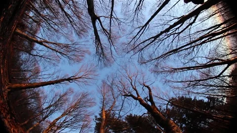Fisheye View of Bare Trees Moving in the Wind at Badia a Taona, Tuscany, Italy Stock Footage 345368863