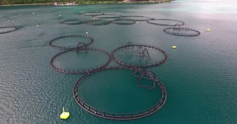 Fishfarm in Norway 스톡 동영상 70115124
