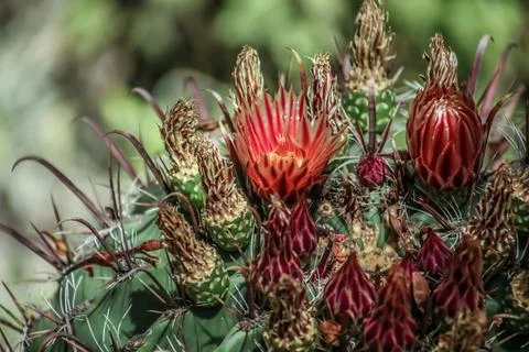 Fishhook Barrel Cactus Stock Photos