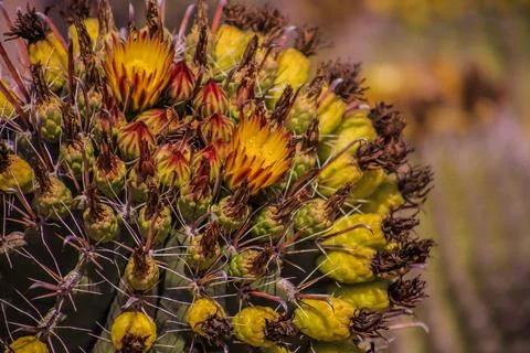 Fishhook Barrel Cactus Stock-Fotos
