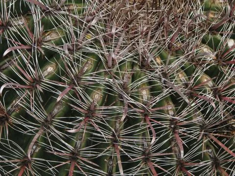Fishhook cactus closeup Foto stock