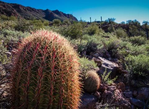 Fishhook Cactus Stock Photos