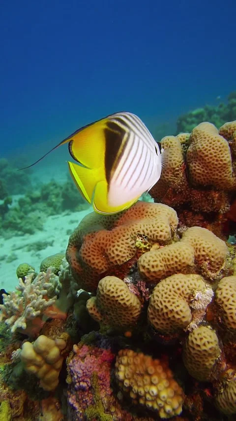 Fishie Stock Footage 225433683