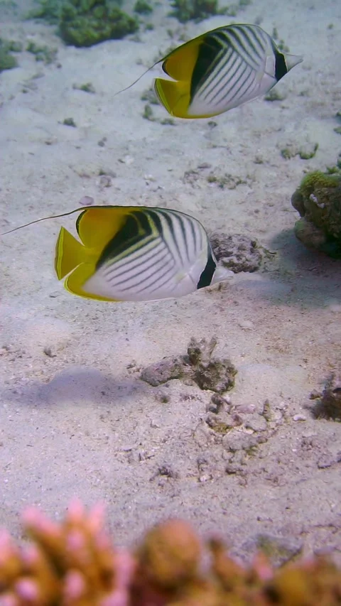 Fishie1 Stock Footage 225433793