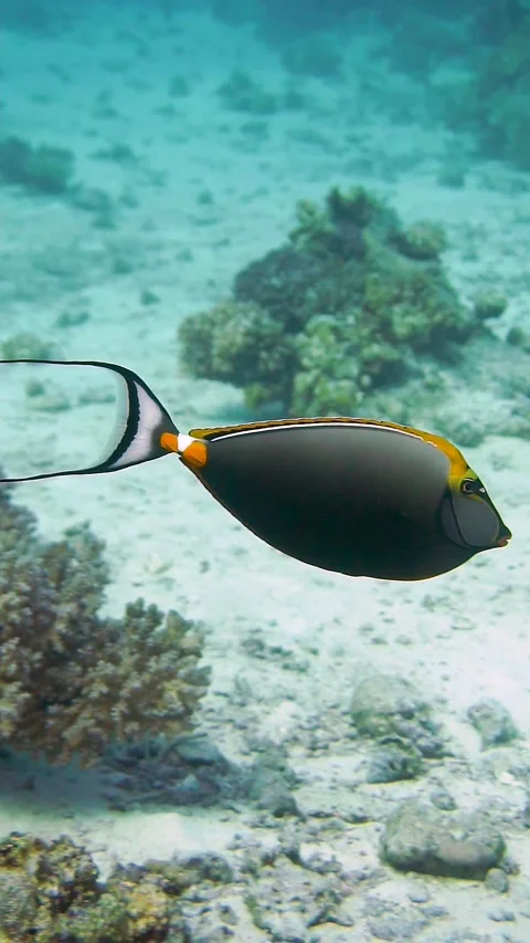 Fishie2 Stock Footage 225433795