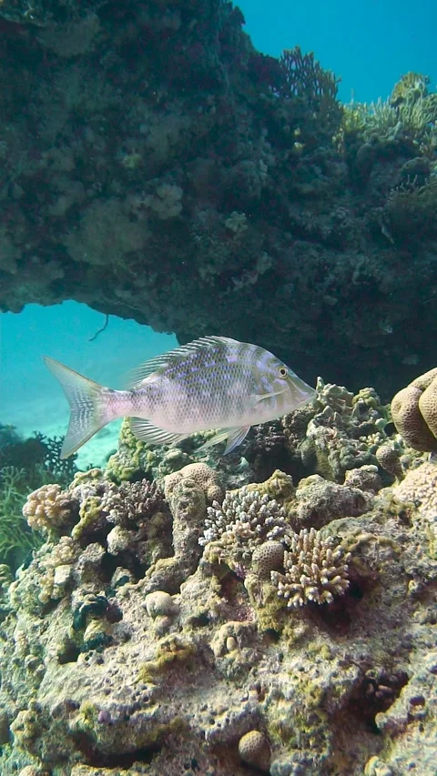 Fishie3 Stock Footage 225434083