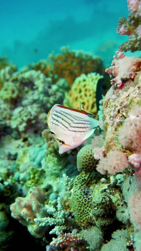 Fishie4 Stock Footage 225433962