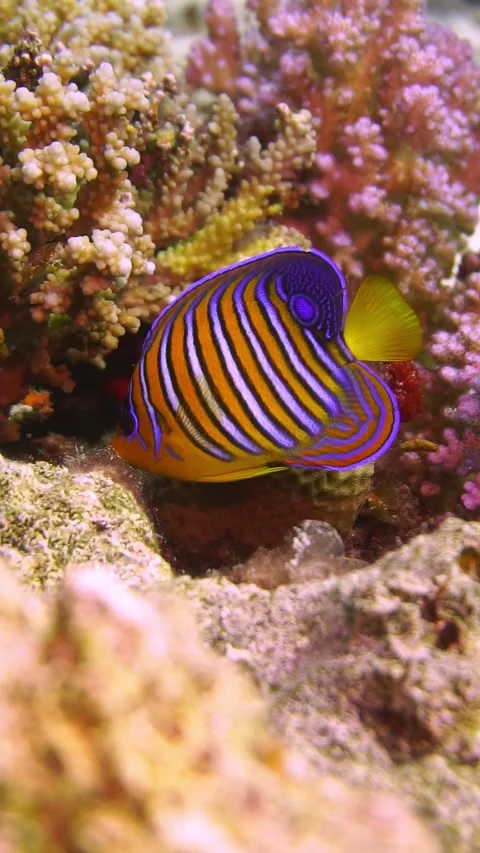 Fishie6 Stock Footage 225434067