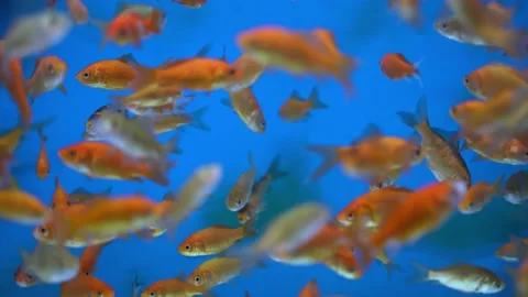 Fishies in Blue Stock Footage 136048307