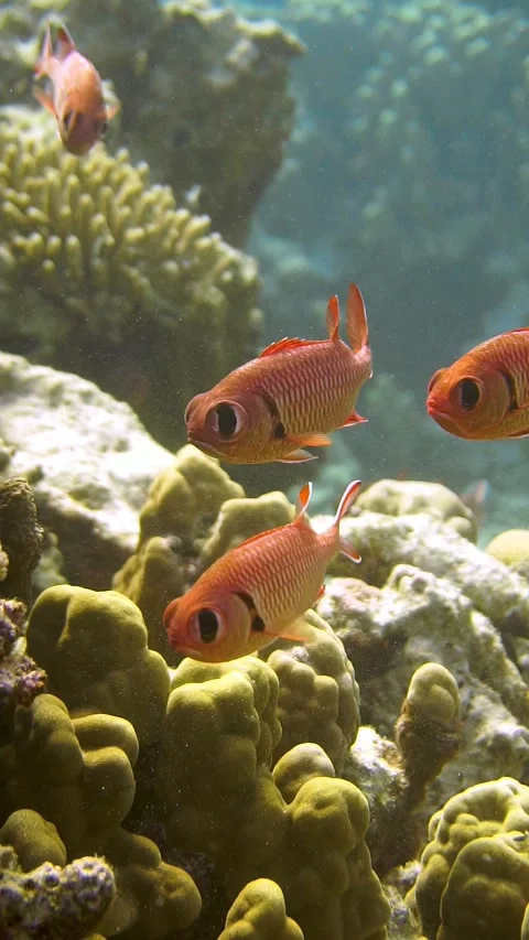 Fishies5 Stock Footage 225434206