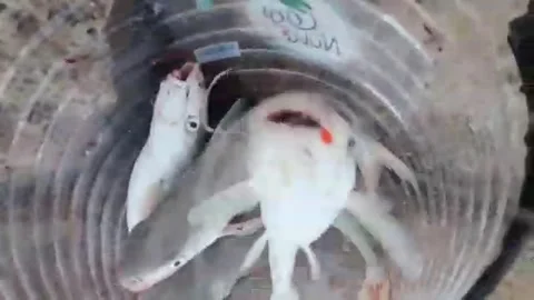 Fishing in AL Khobar Video stock 149454586