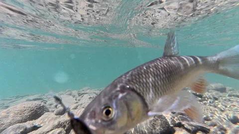 Fishing and nature concept. Close-up of fish hook under water at summer time Stock Footage 333767445