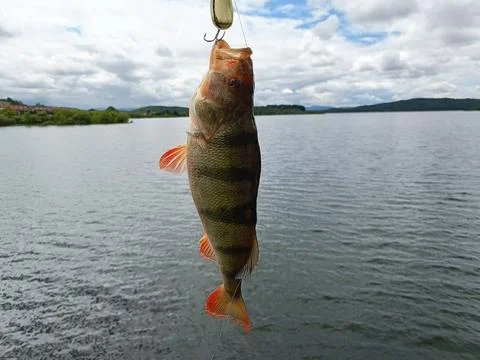 Fishing with artificial bait Stock Photos