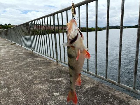 Fishing with artificial bait Stock Photos