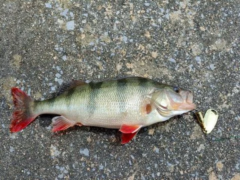 Fishing with artificial bait Stock Photos