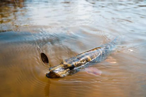 Fishing background Foto stock