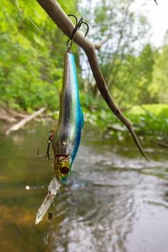 Fishing bait caught on a tree Stock Photos