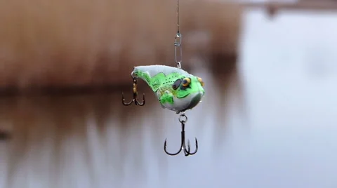 Fishing bait - frog Stock Footage 61003033