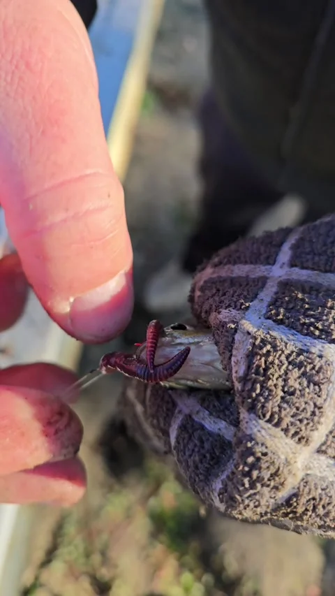 Fishing for bait with a hand caught fish in a serene outdoor setting near wat Stock Footage 296498137