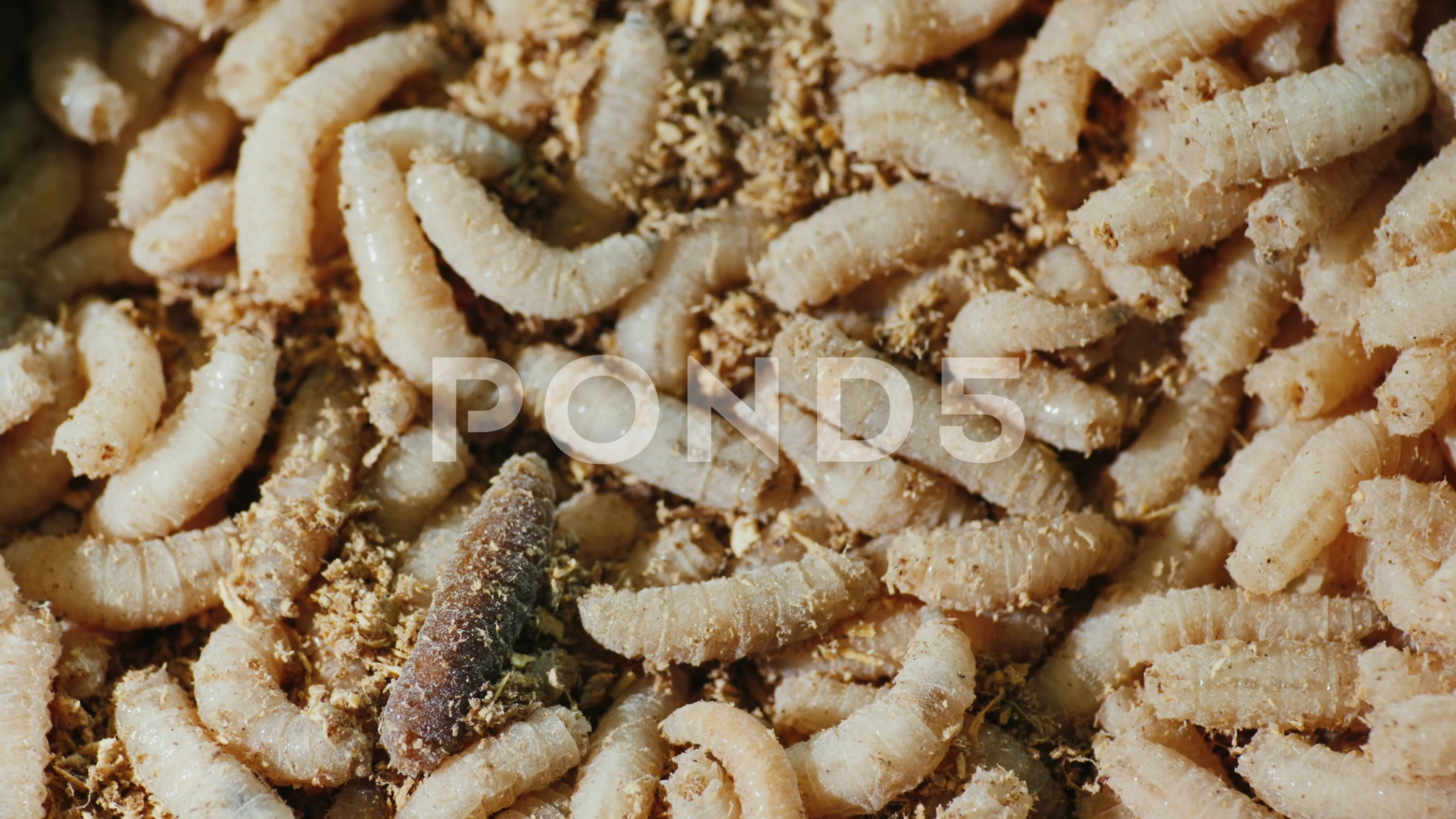 Fishing Bait Red and White Maggots Stock Image - Image of maggot